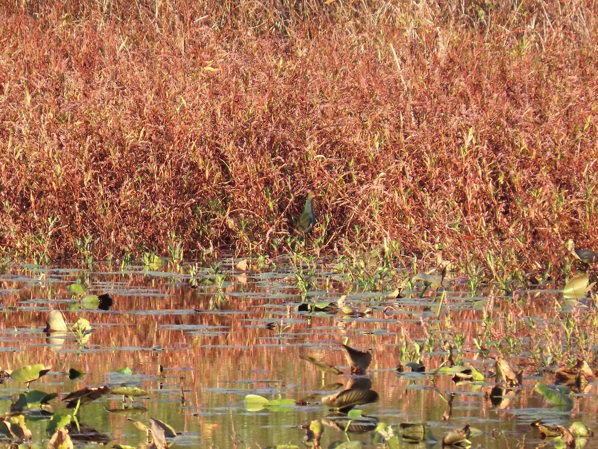 Малая султанка - ML644787879