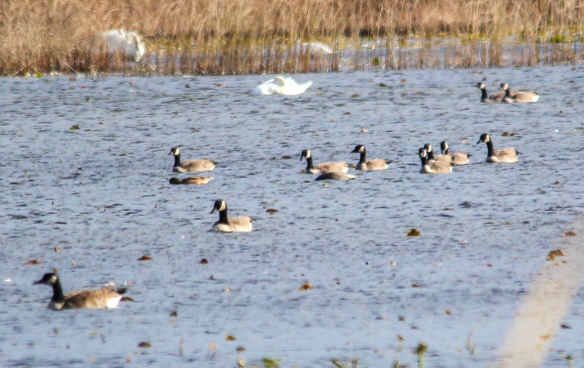 Cackling Goose - ML644787881