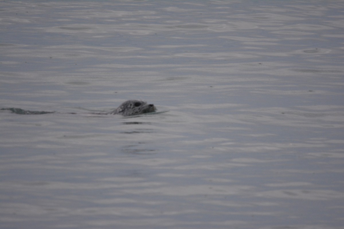 Harbor Seal - ML644787882