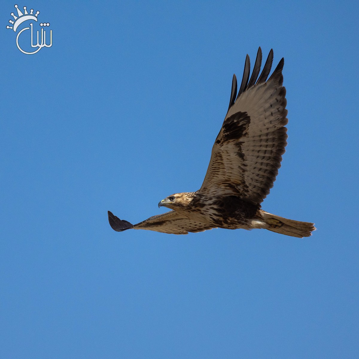 Long-legged Buzzard (Northern) - ML644787885