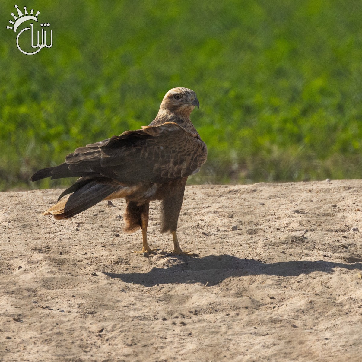Long-legged Buzzard (Northern) - ML644787886