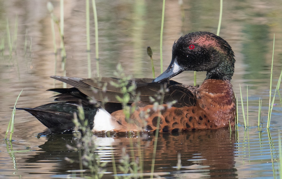 Чирянка австралійська - ML644787890