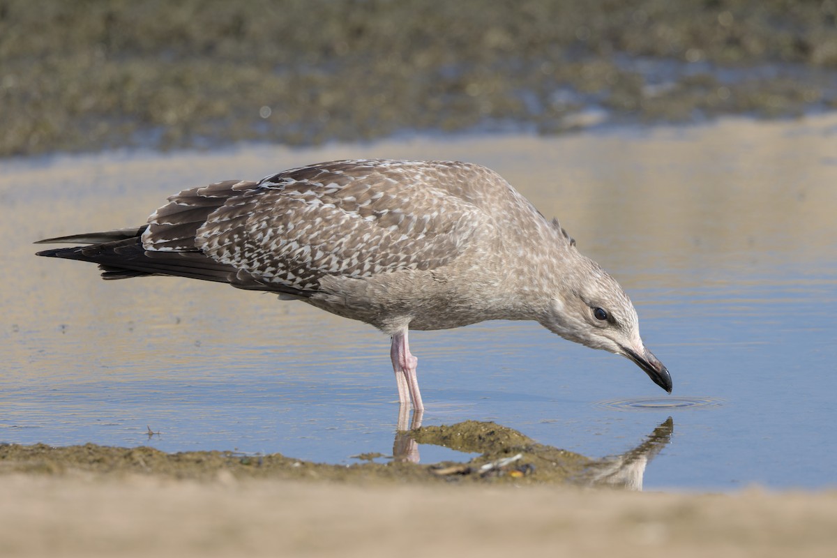 American Herring Gull - ML644787892