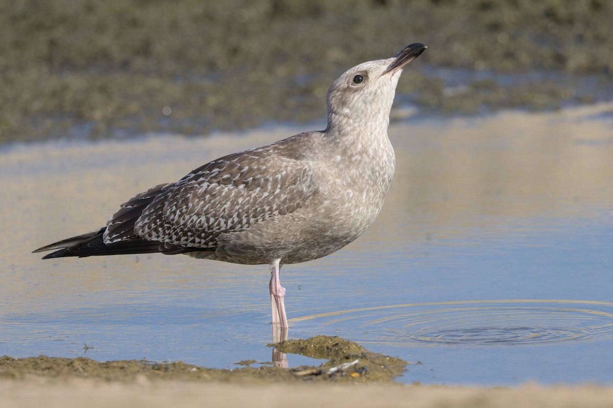 American Herring Gull - ML644787893