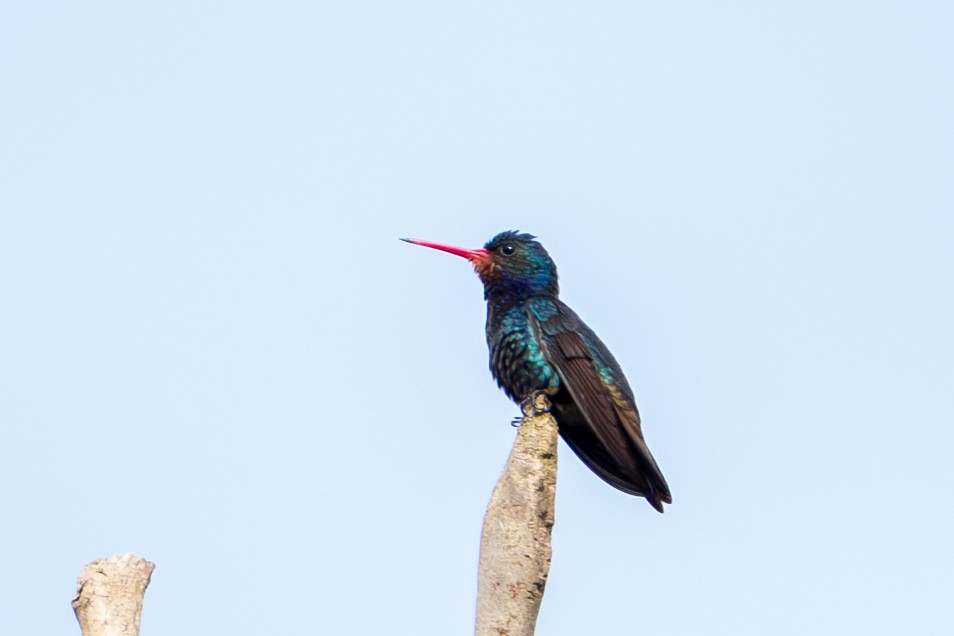 Rufous-throated Sapphire - ML644787894