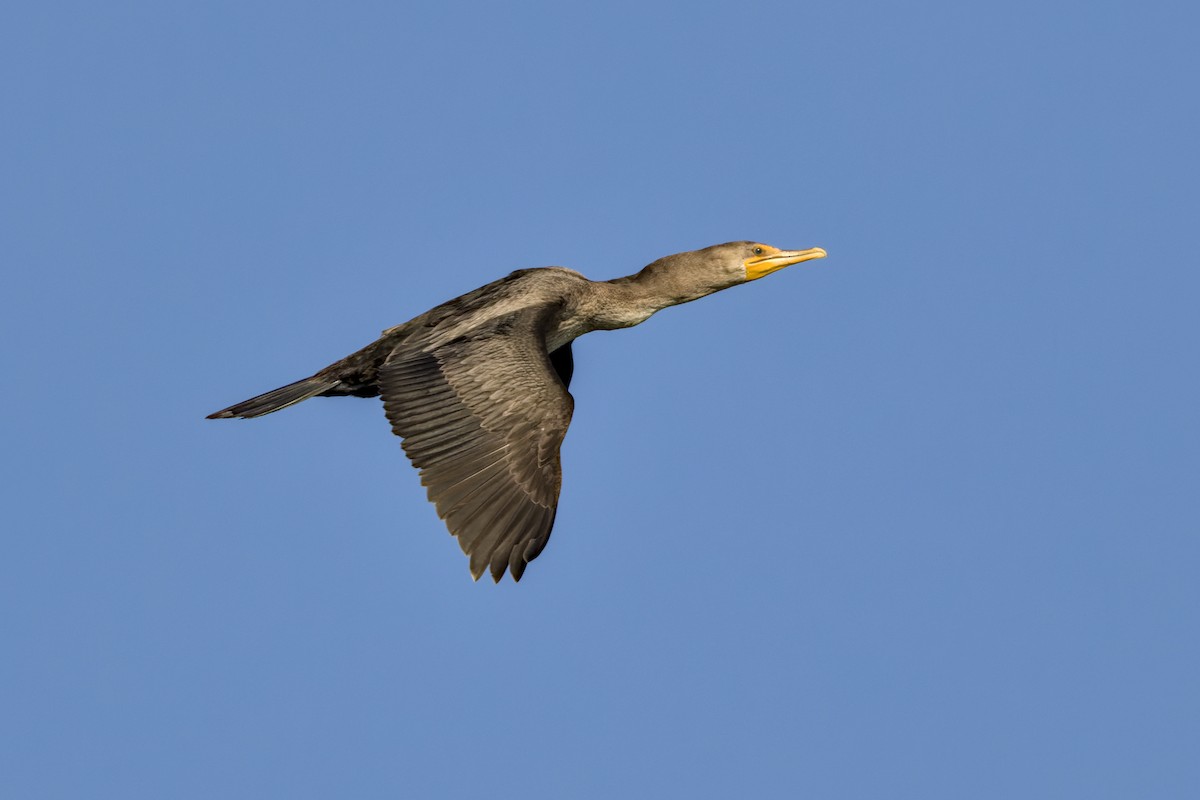 Double-crested Cormorant - ML644787896