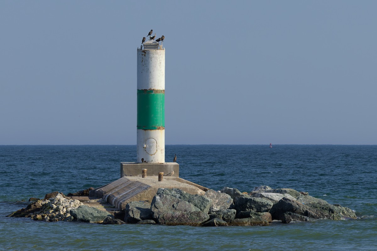 Double-crested Cormorant - ML644787897