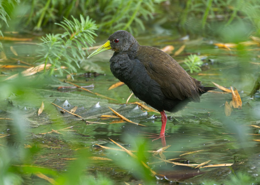 Blackish Rail - ML644787898