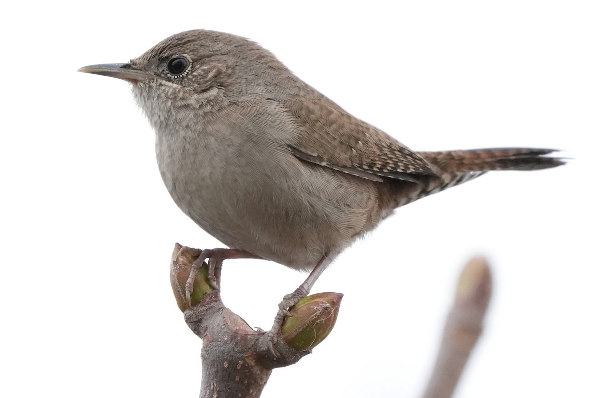 Northern House Wren - ML644787899