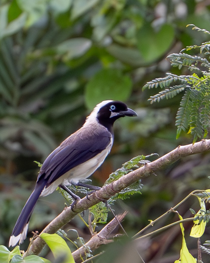 Cayenne Jay - ML644787900