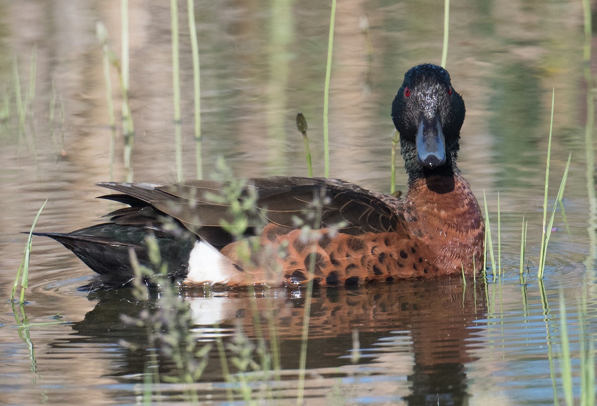 Чирянка австралійська - ML644787902