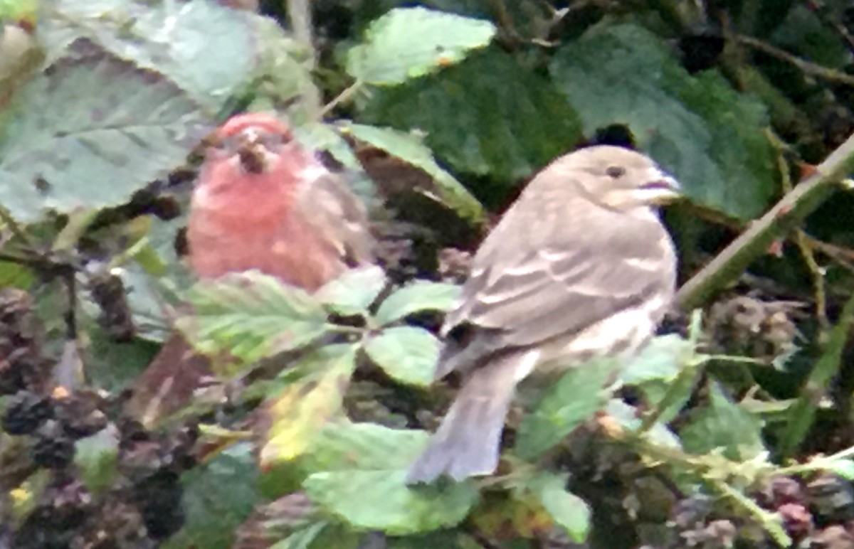 House Finch - ML644787903