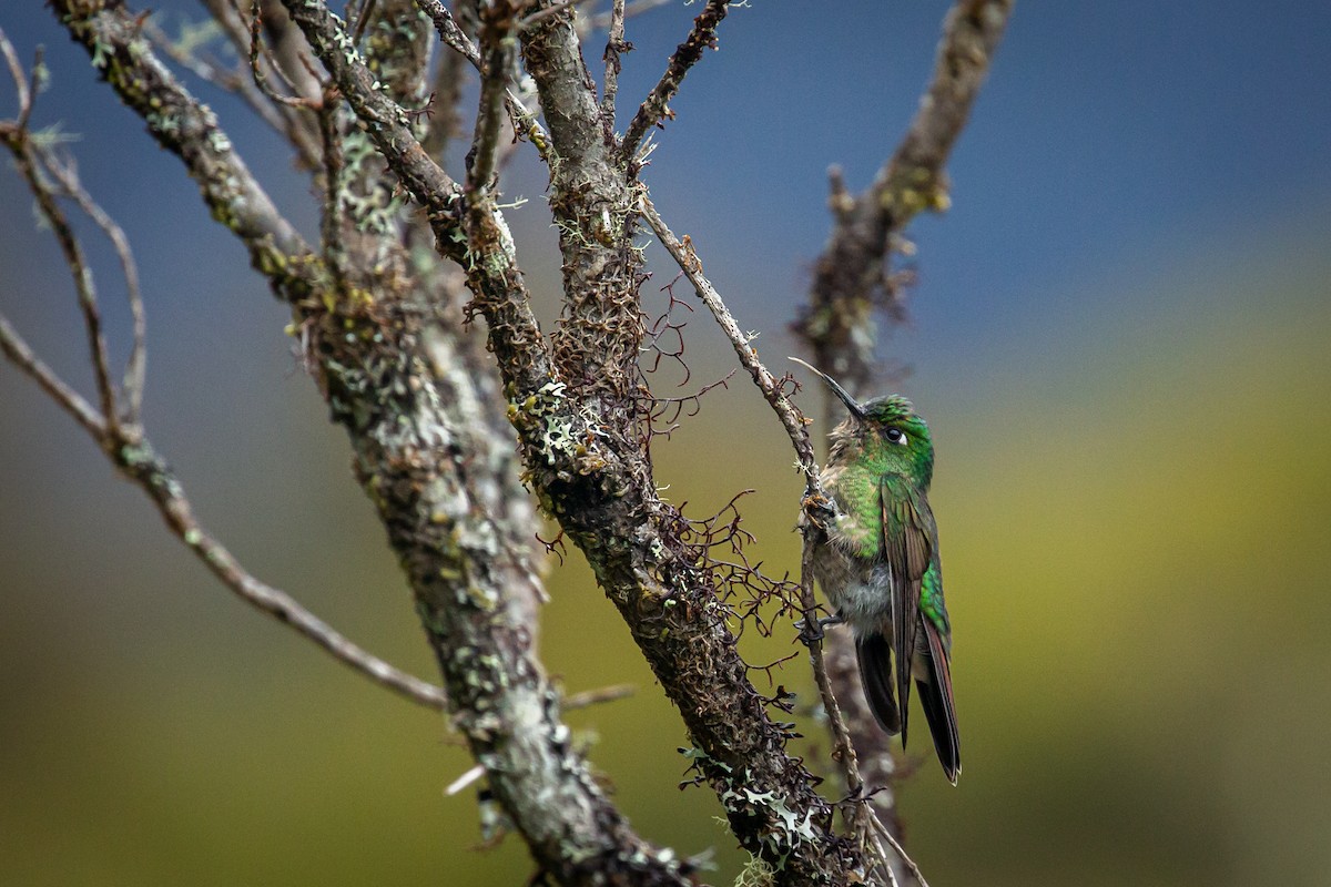 Tyrian Metaltail - ML644787906