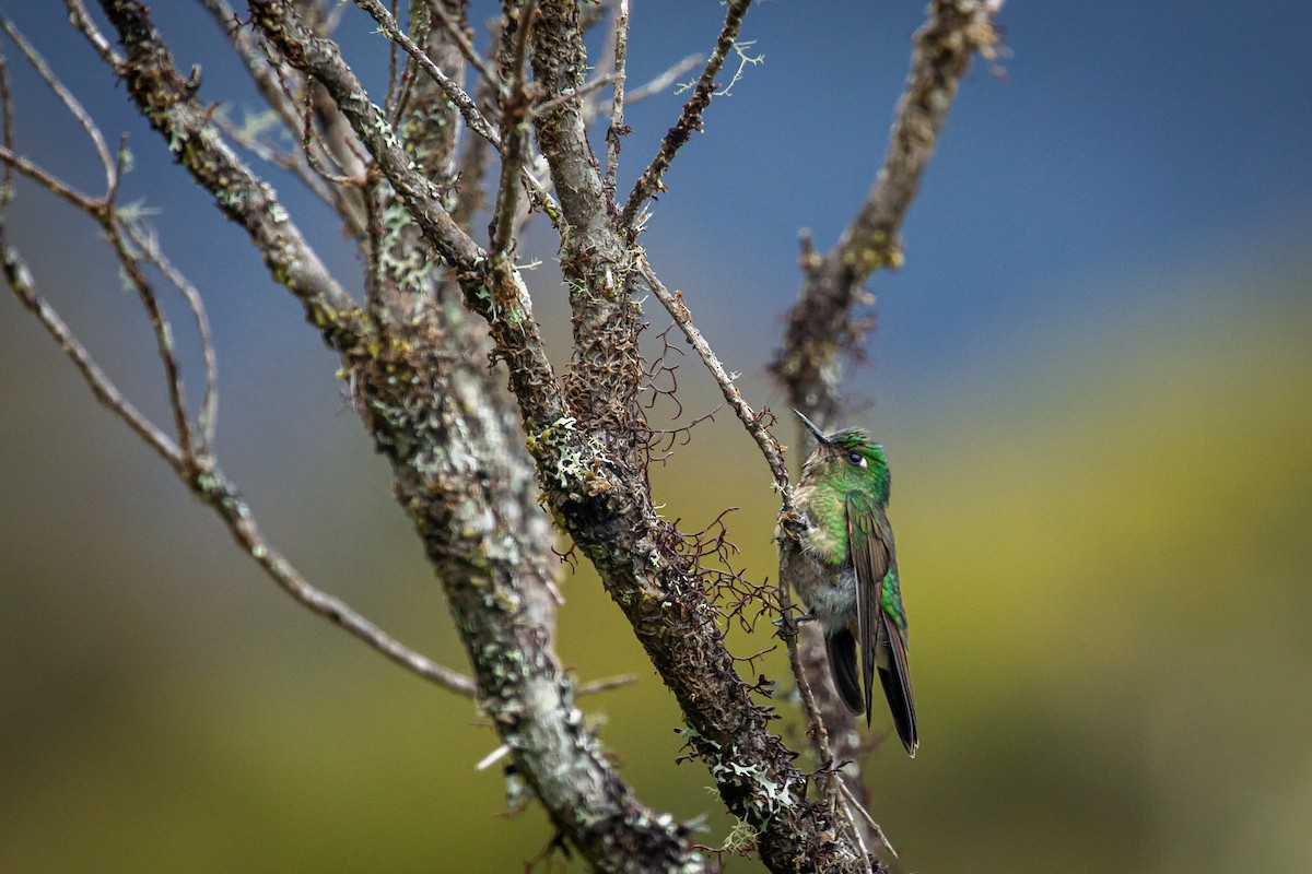 Tyrian Metaltail - ML644787907