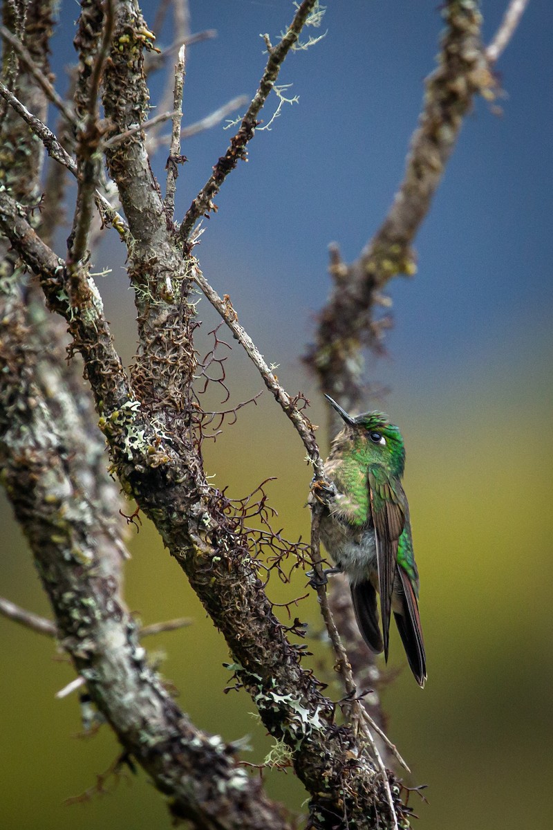 Tyrian Metaltail - ML644787908