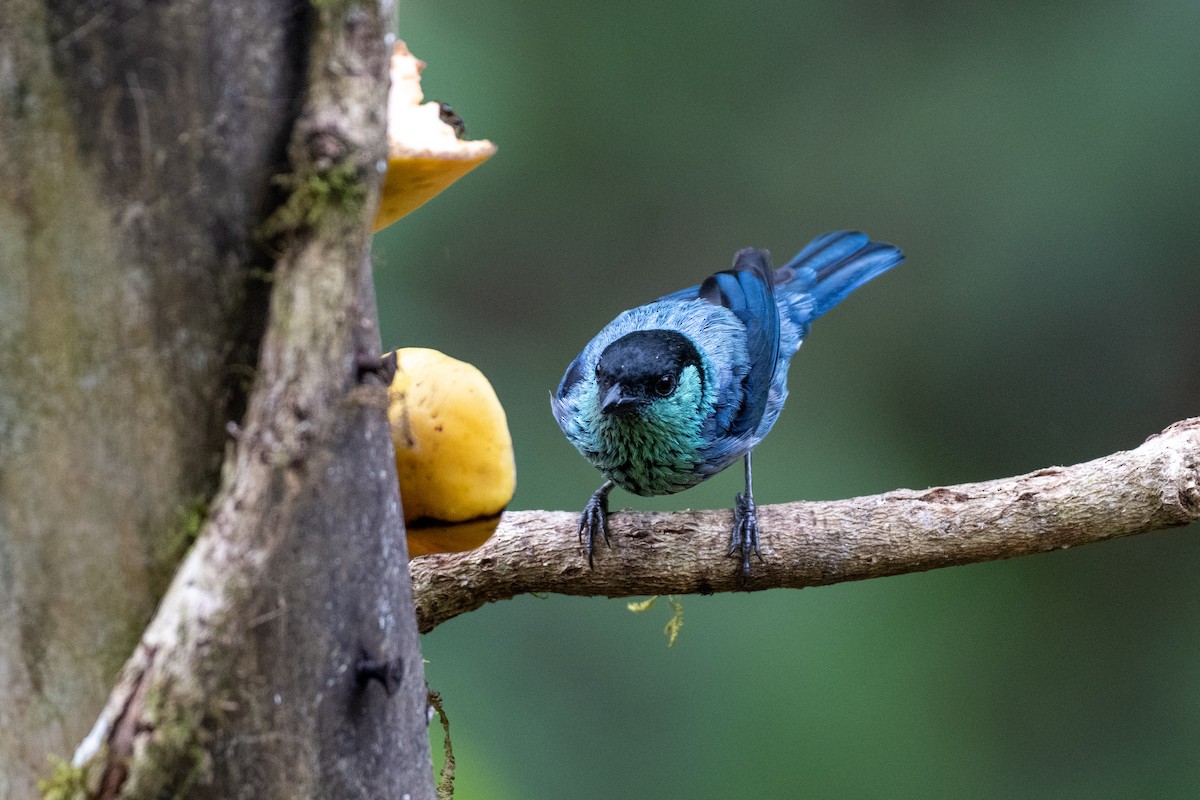 Black-capped Tanager - ML644787909