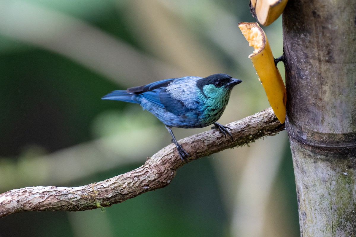 Black-capped Tanager - ML644787910