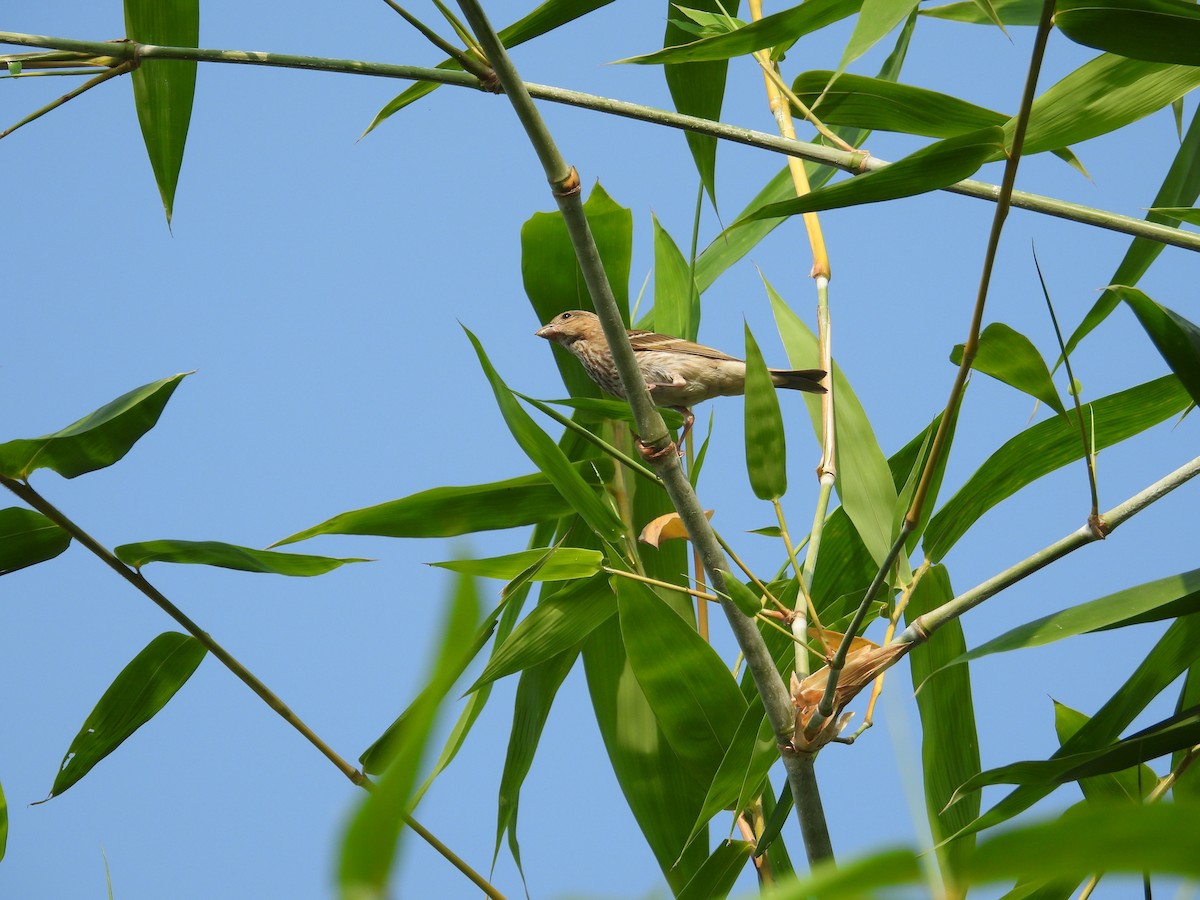 Baya Weaver - ML644787912