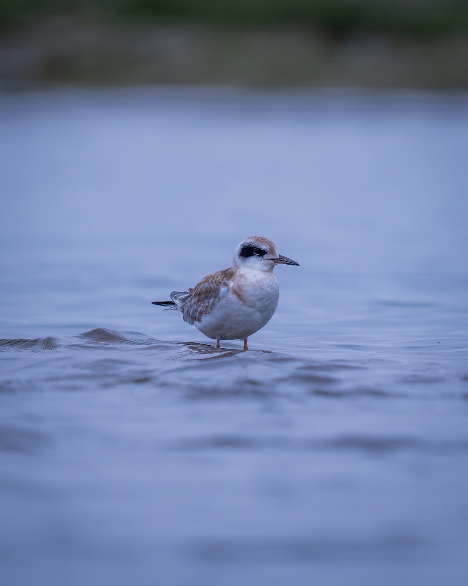 Forster's Tern - ML644787913
