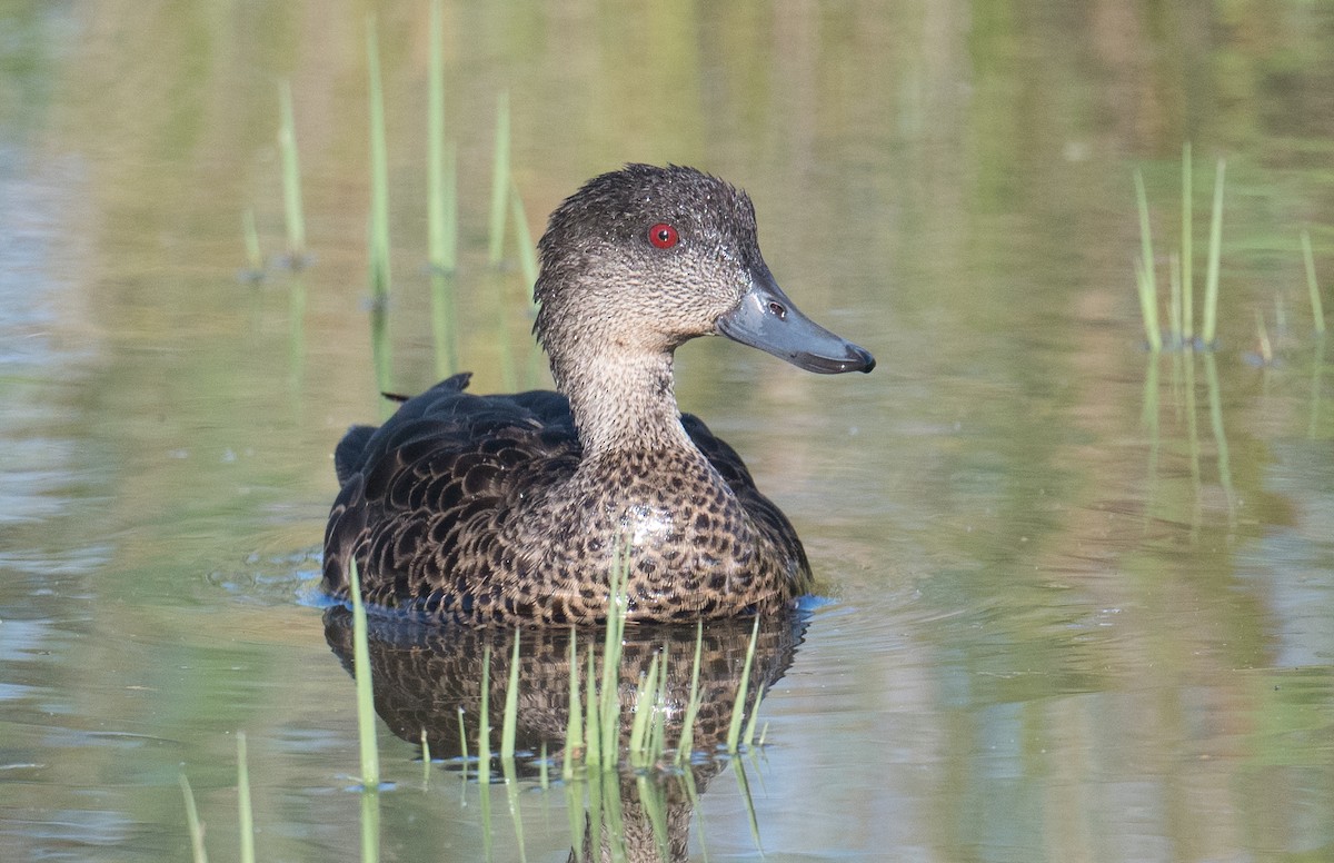 Чирянка австралійська - ML644787915