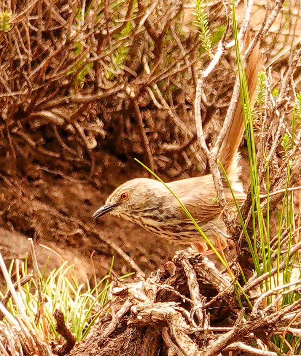 Drakensberg Prinia - ML644787918