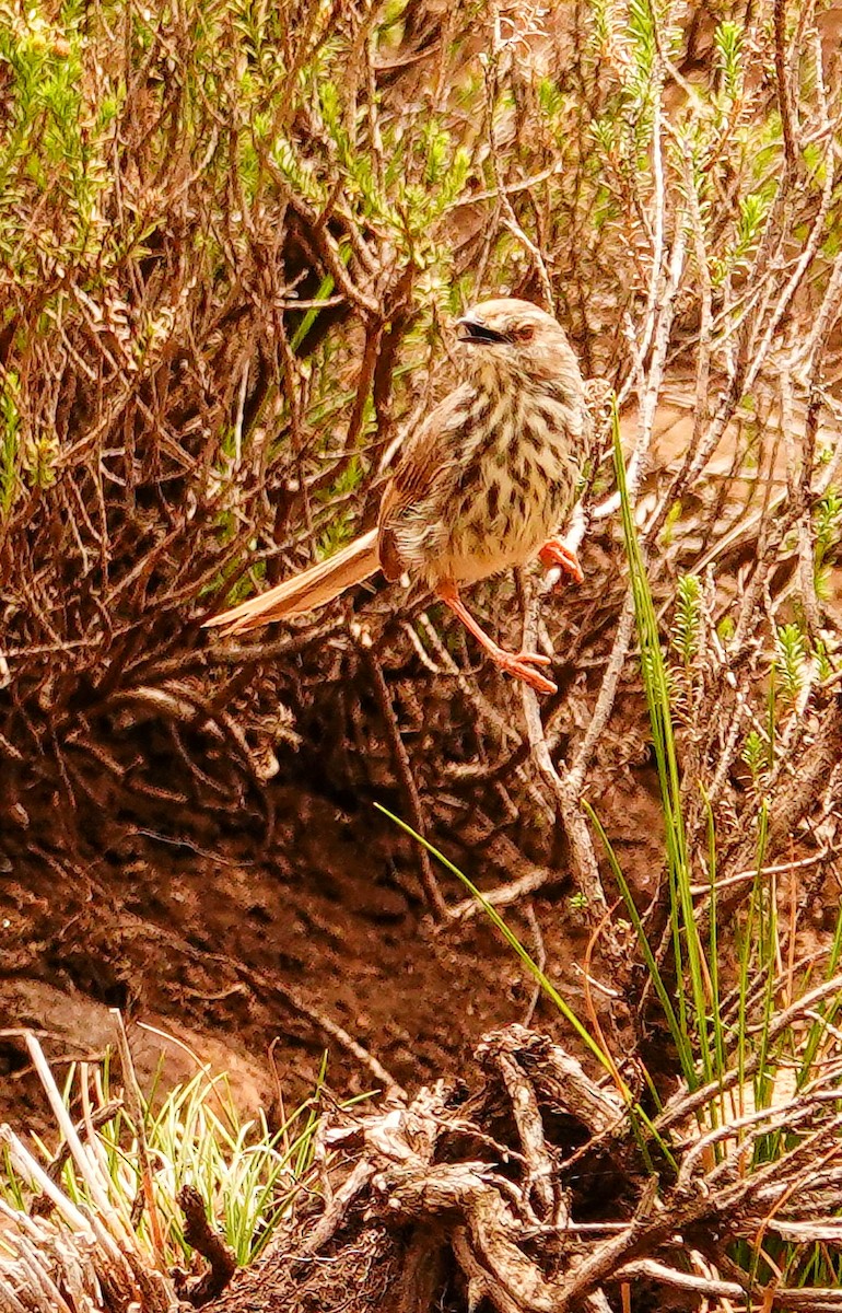 Drakensberg Prinia - ML644787919