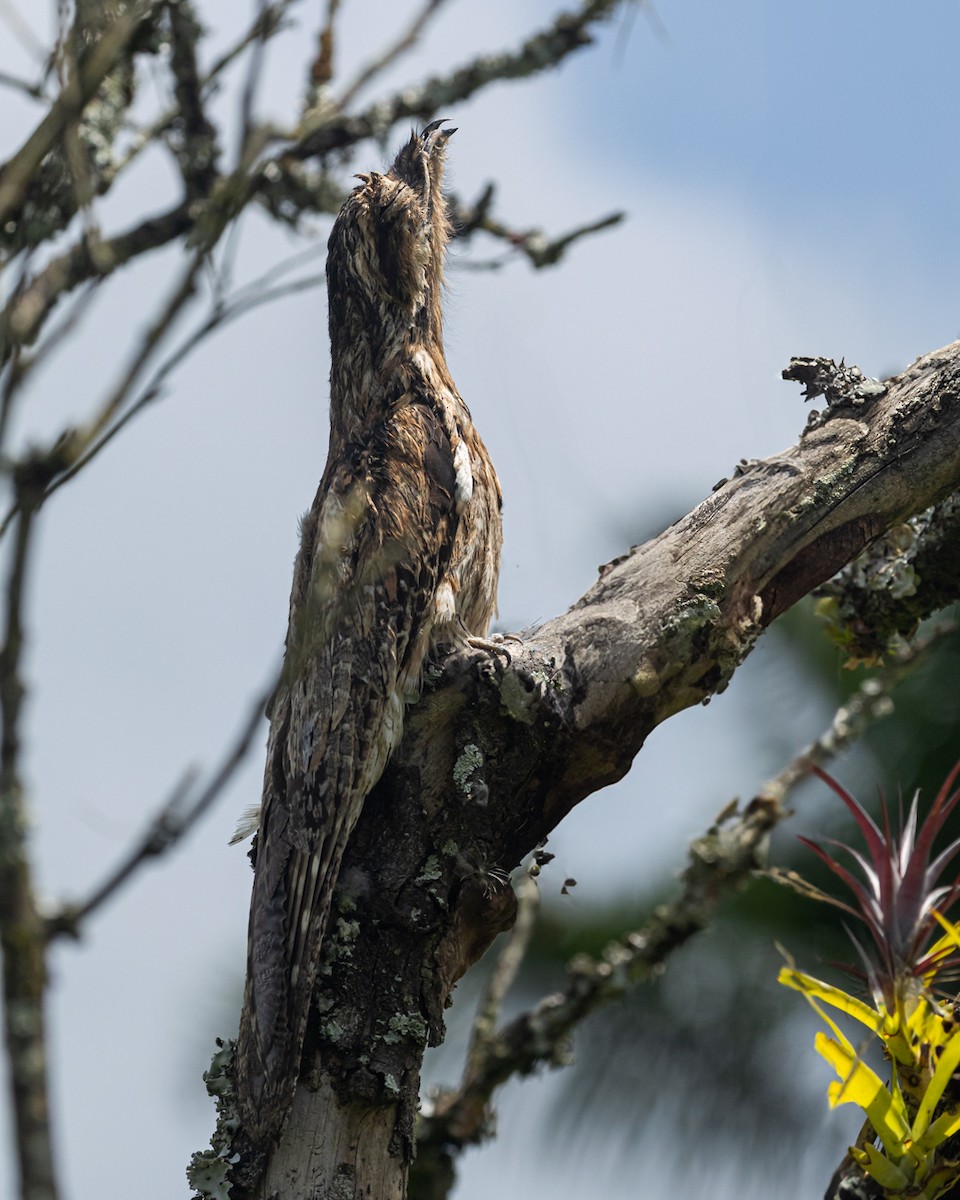 Common Potoo - ML644787921