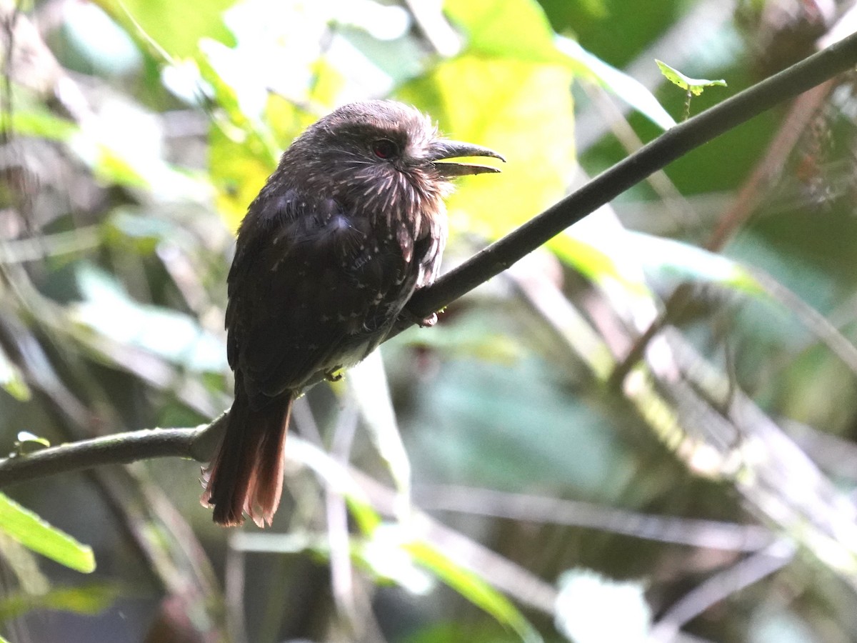 White-whiskered Puffbird - ML644787922