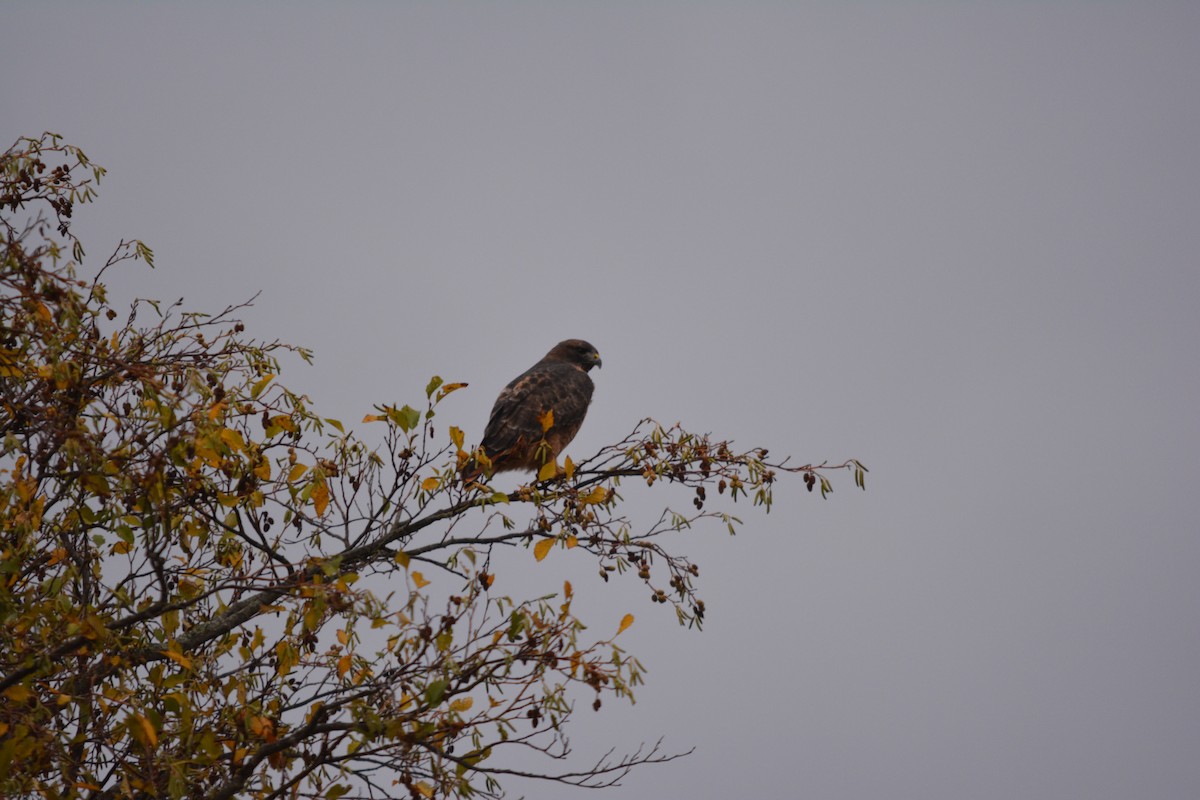 Red-tailed Hawk - ML644787923