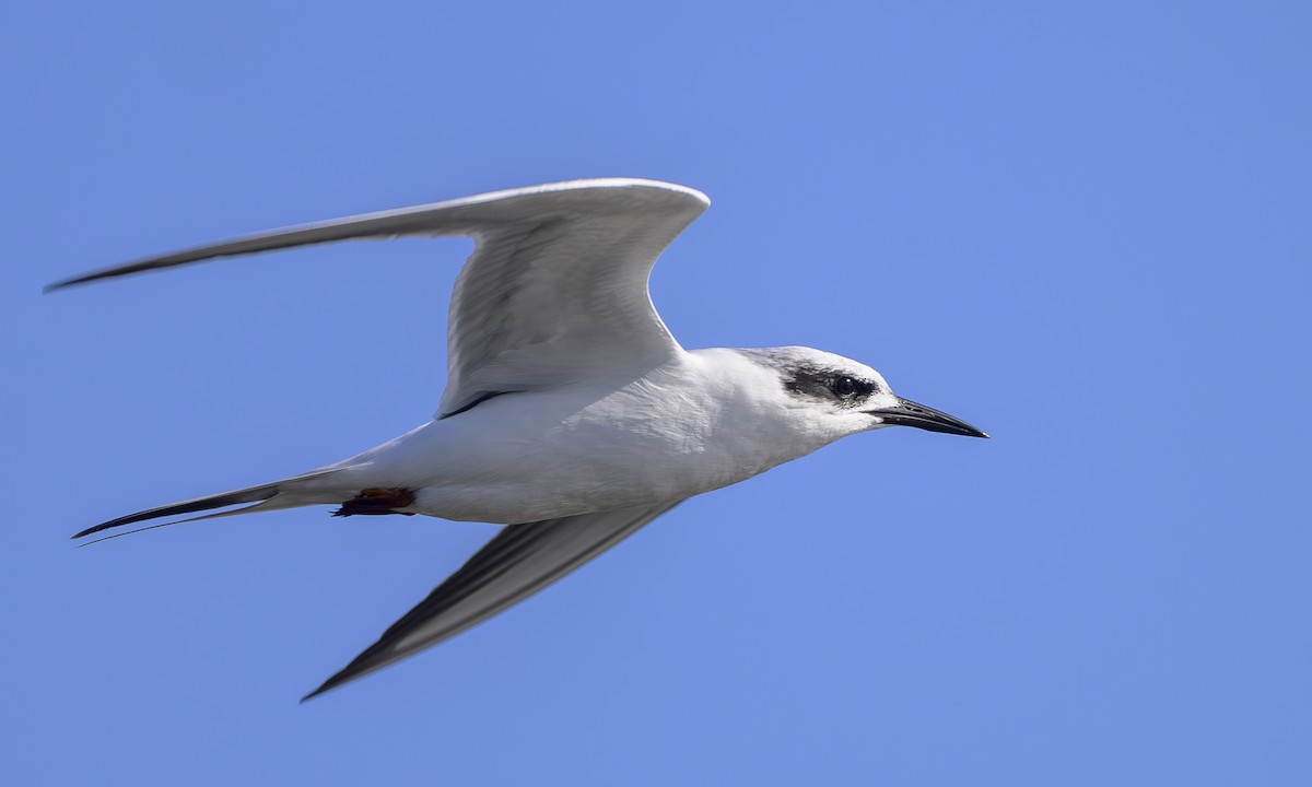 Forster's Tern - ML644787924