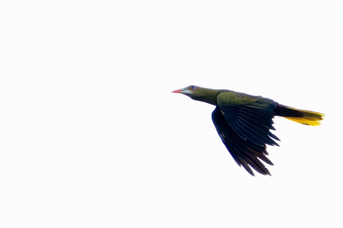 Green Oropendola - ML644787926