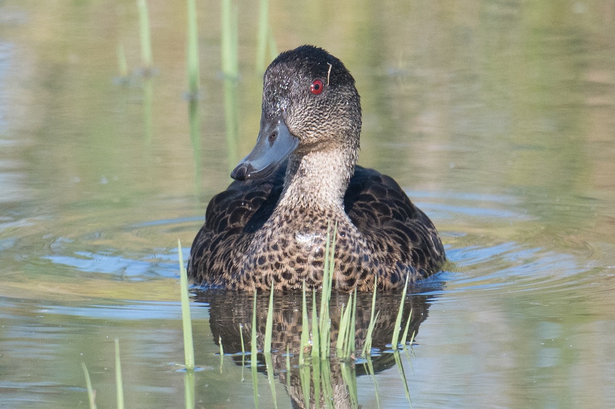 Чирянка австралійська - ML644787928