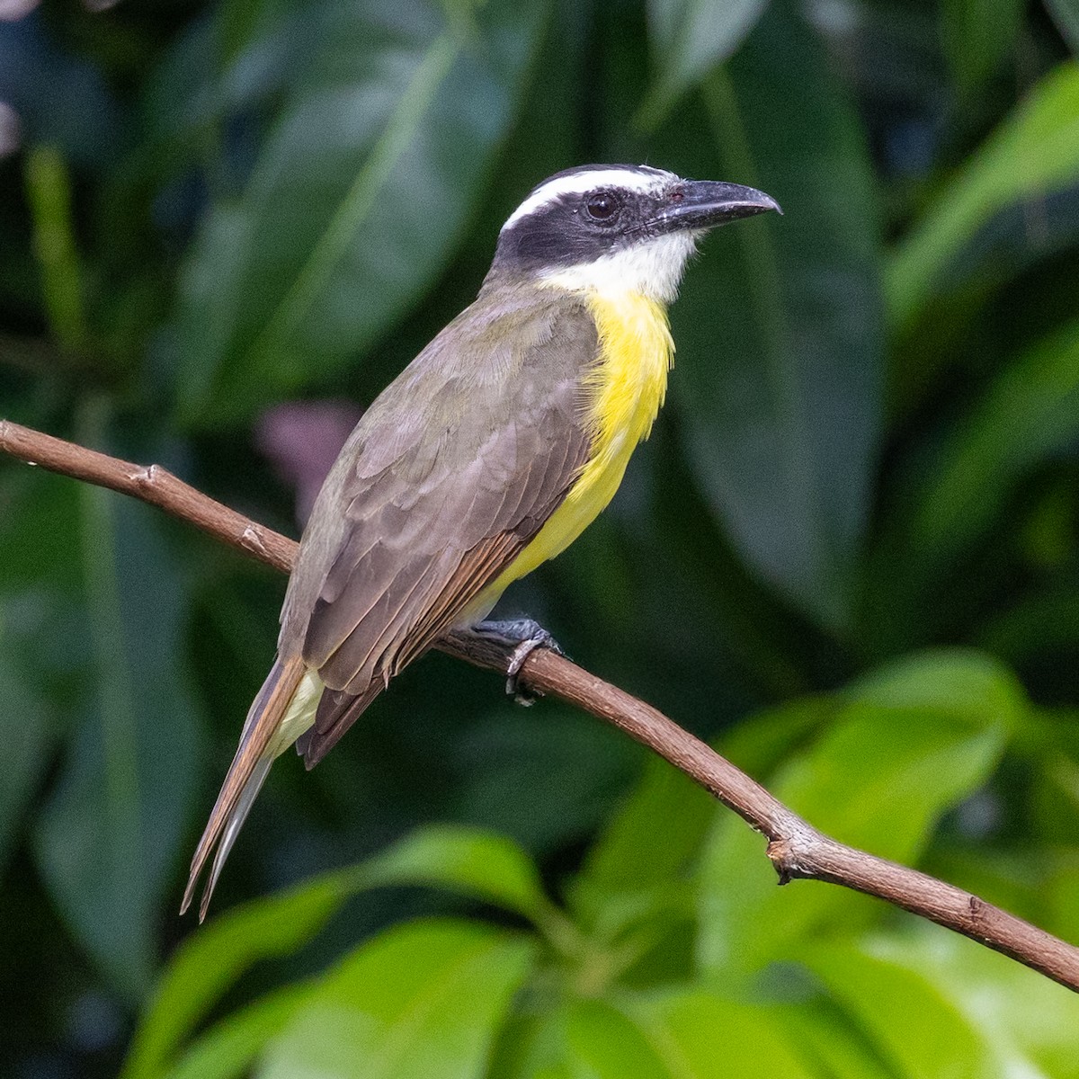 Пітанга-великодзьоб - ML644787929