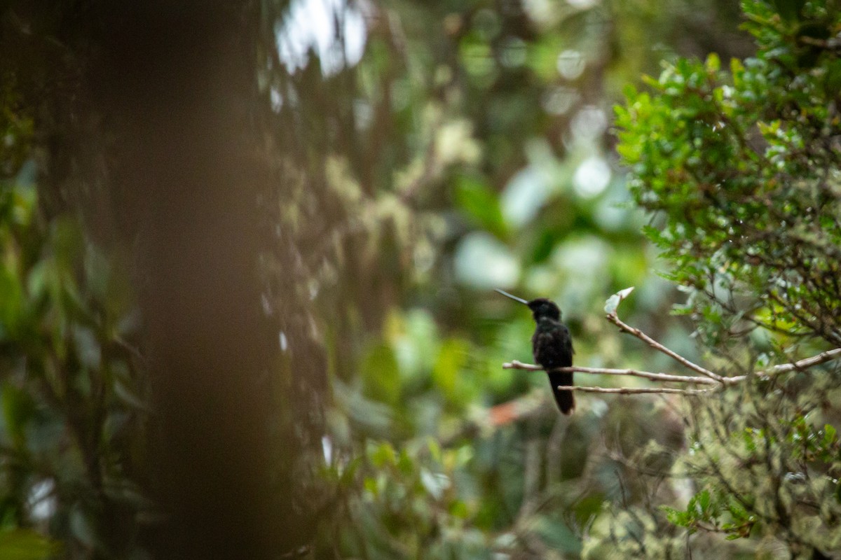 Inca Ventrivioleta - ML644787930