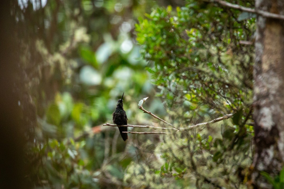 Inca Ventrivioleta - ML644787931