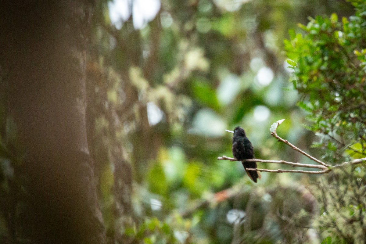 Inca Ventrivioleta - ML644787932