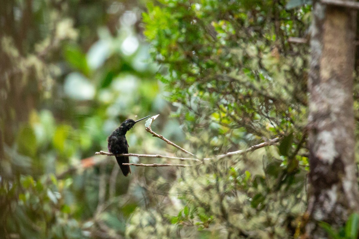 Inca Ventrivioleta - ML644787933