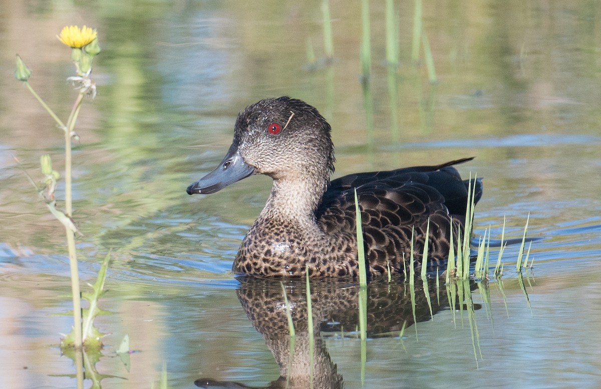Чирянка австралійська - ML644787936