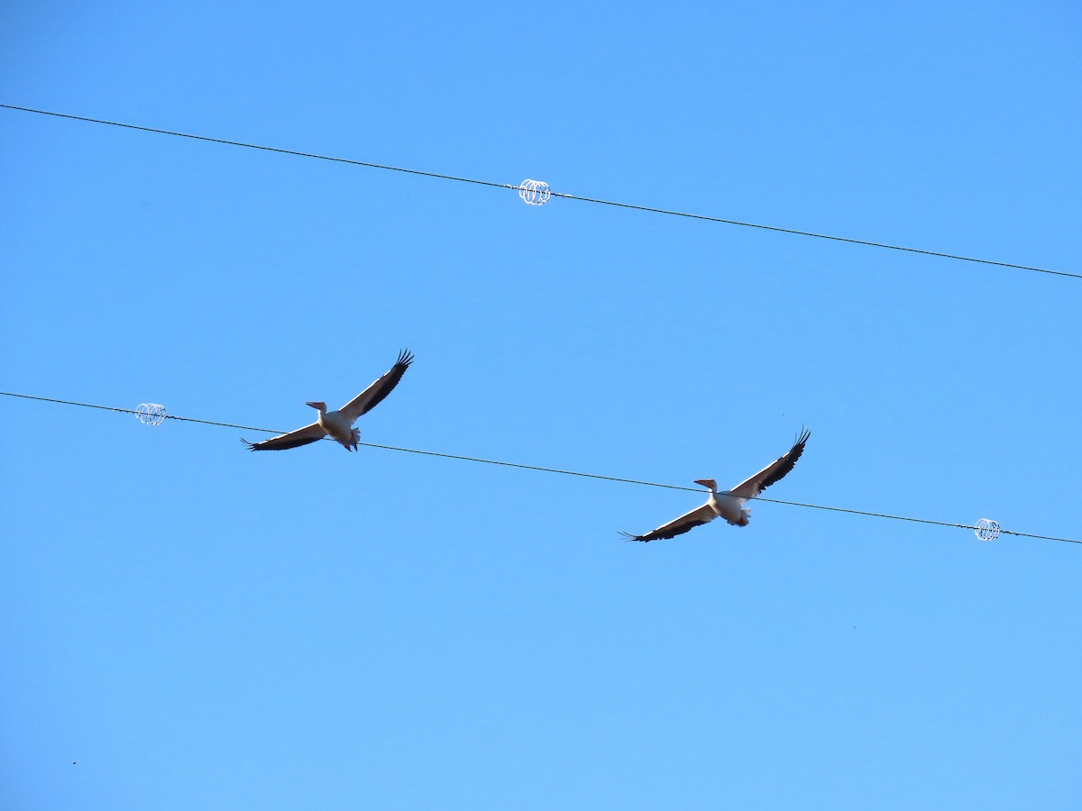 American White Pelican - ML644787941