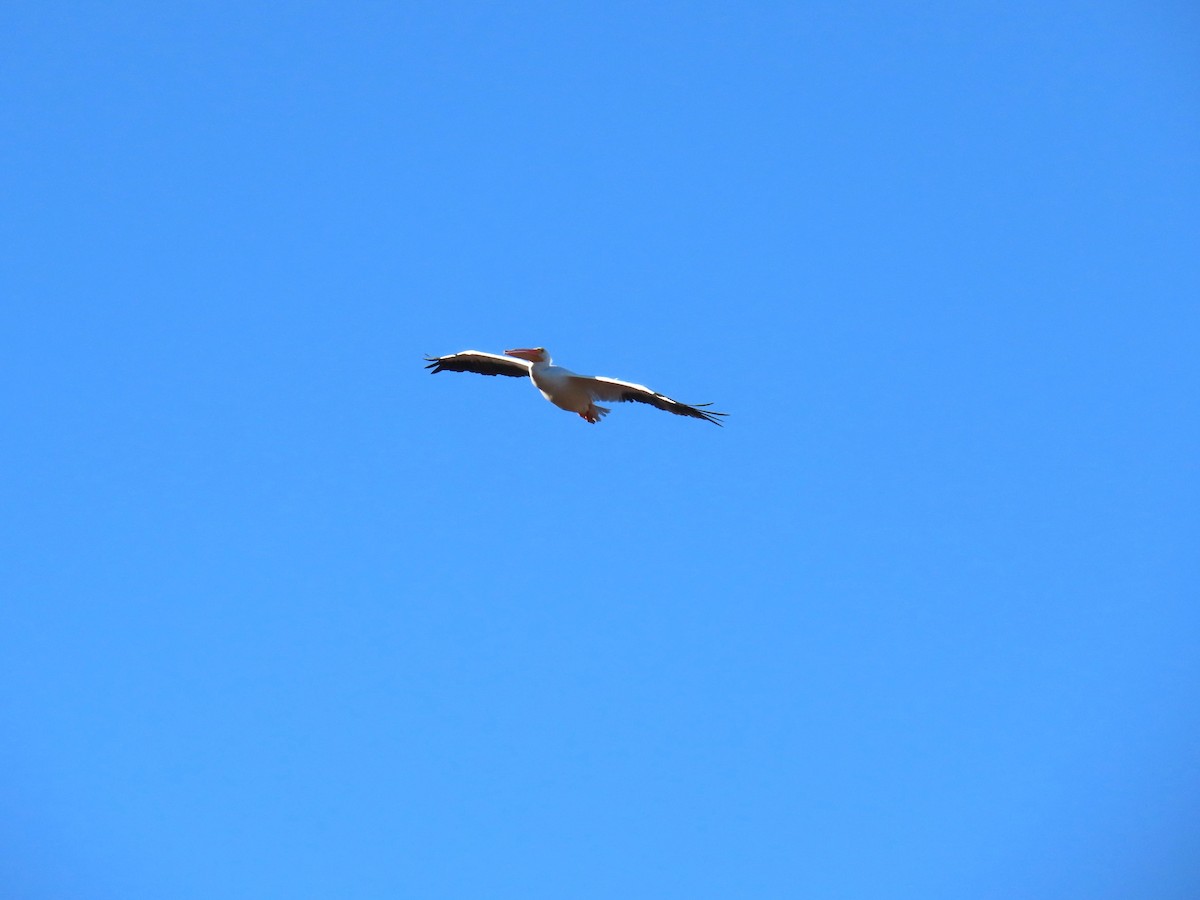 American White Pelican - ML644787943