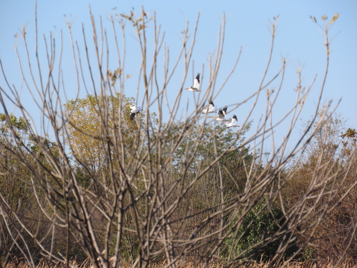 American White Pelican - ML644787945