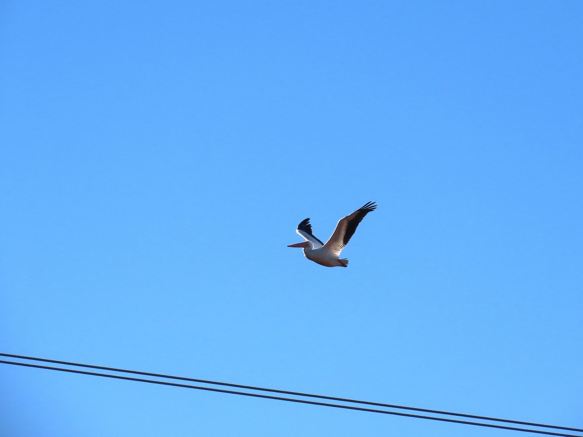 American White Pelican - ML644787946