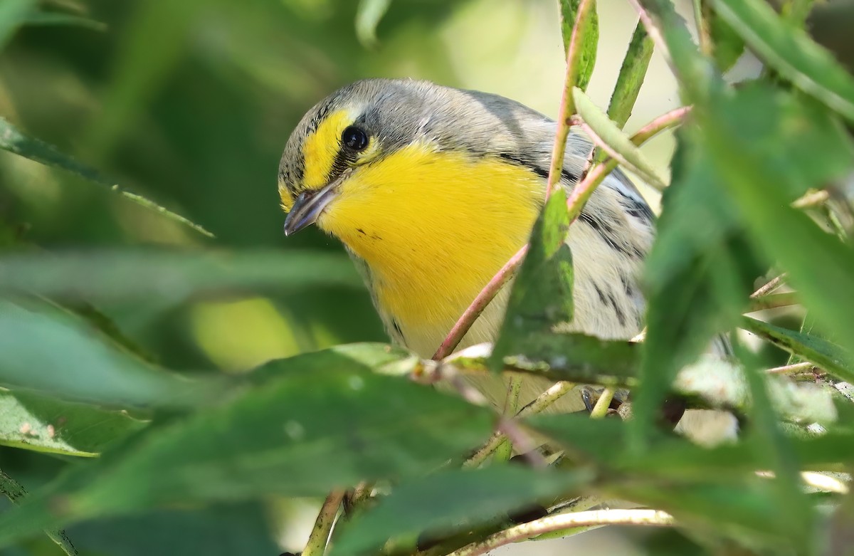 グレースアメリカムシクイ - ML644787948