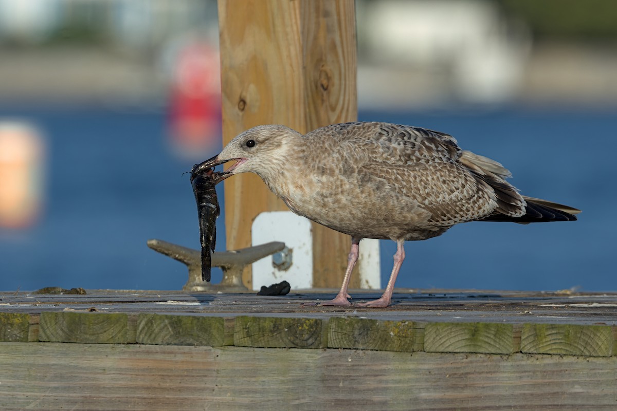 Мартин американський - ML644787949