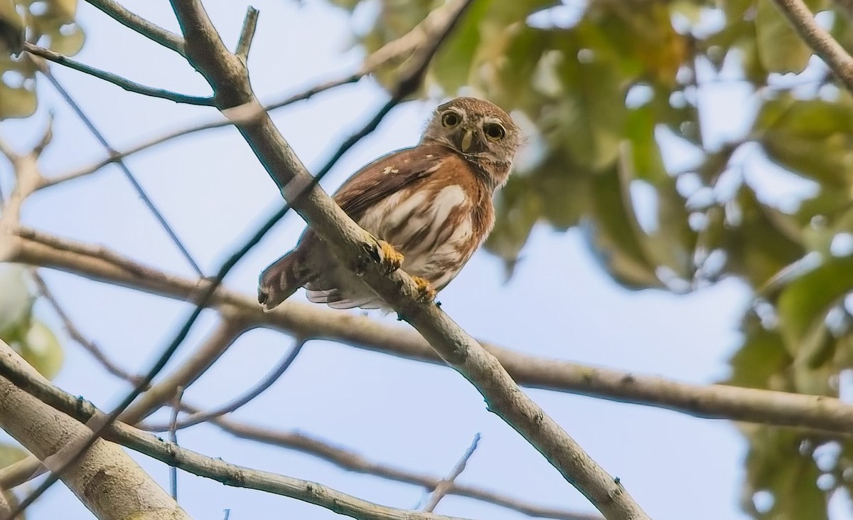 Kleinstzwergkauz - ML644787957