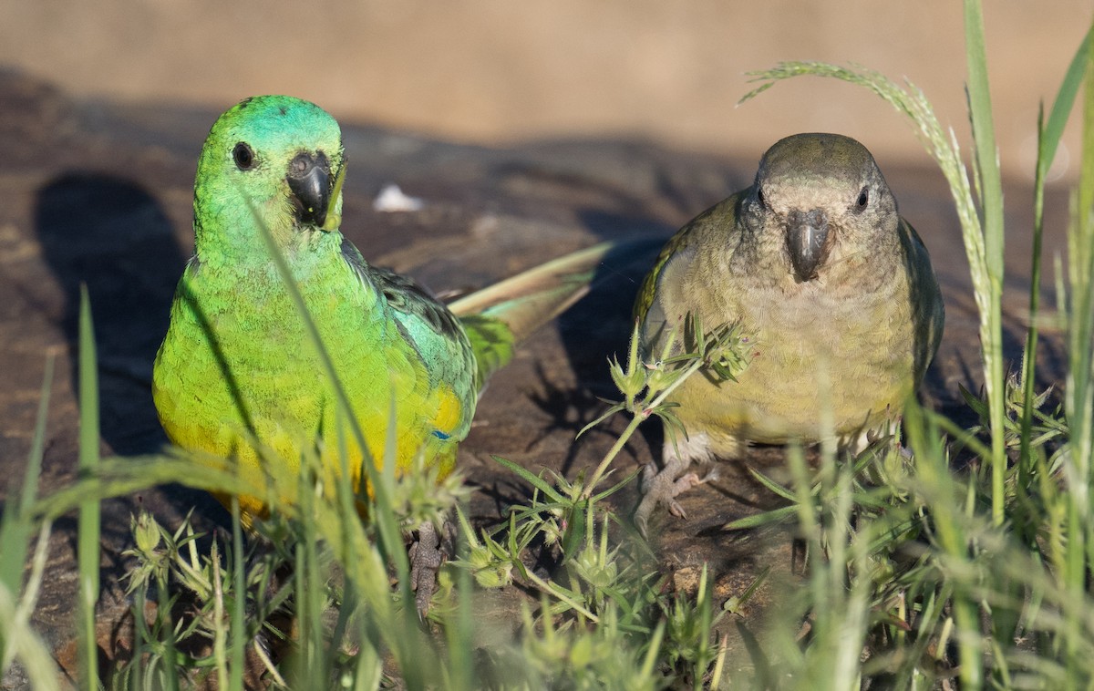 Папужка співочий - ML644787968