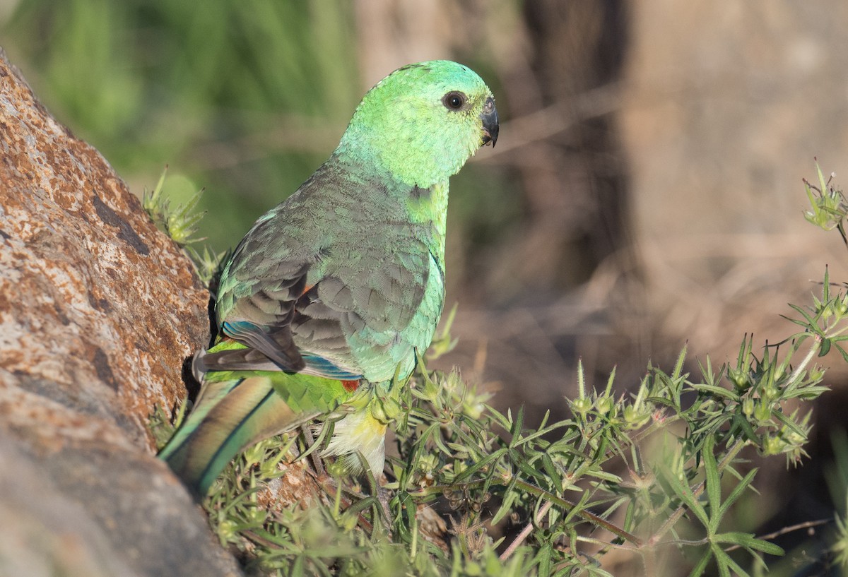 Папужка співочий - ML644787975