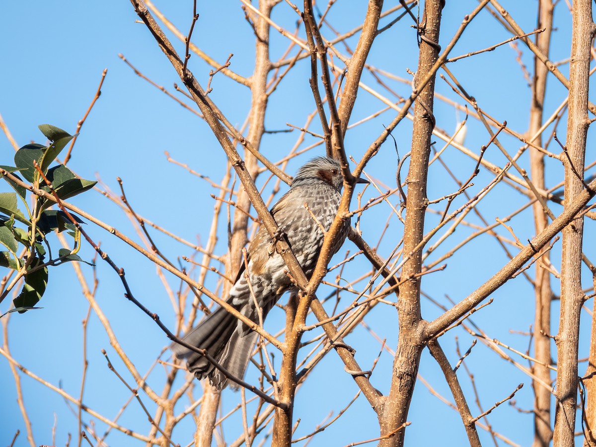 Brown-eared Bulbul - ML644787976