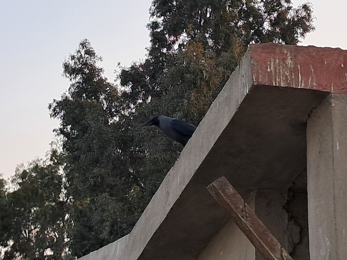 家烏鴉 - ML644787977