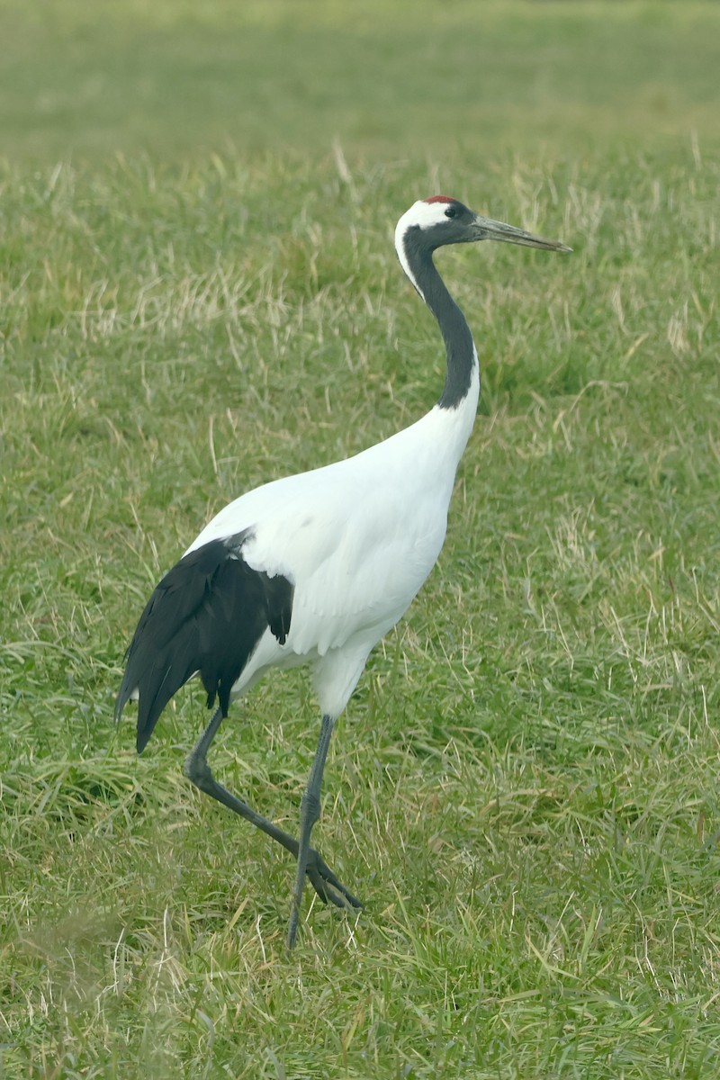 Red-crowned Crane - ML644787978